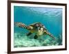 Sea Turtle, Swimming Underwater, Nosy Be, North Madagascar-Inaki Relanzon-Framed Premium Photographic Print