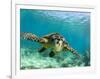 Sea Turtle, Swimming Underwater, Nosy Be, North Madagascar-Inaki Relanzon-Framed Premium Photographic Print