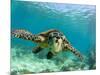 Sea Turtle, Swimming Underwater, Nosy Be, North Madagascar-Inaki Relanzon-Mounted Premium Photographic Print