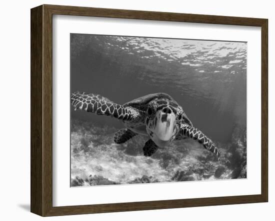 Sea Turtle, Swimming Underwater, Nosy Be, North Madagascar-Inaki Relanzon-Framed Premium Photographic Print