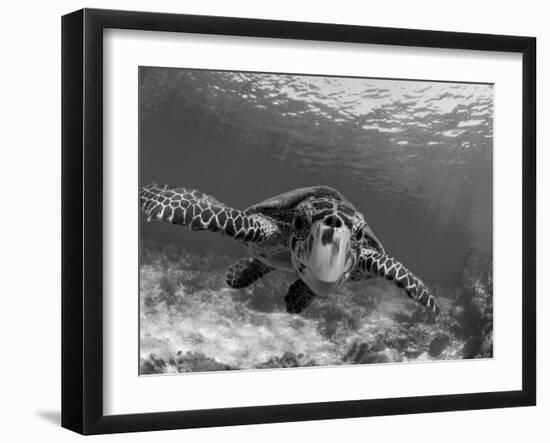 Sea Turtle, Swimming Underwater, Nosy Be, North Madagascar-Inaki Relanzon-Framed Premium Photographic Print