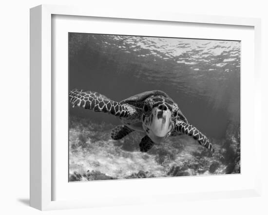 Sea Turtle, Swimming Underwater, Nosy Be, North Madagascar-Inaki Relanzon-Framed Premium Photographic Print