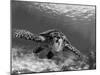 Sea Turtle, Swimming Underwater, Nosy Be, North Madagascar-Inaki Relanzon-Mounted Premium Photographic Print