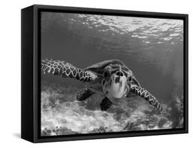 Sea Turtle, Swimming Underwater, Nosy Be, North Madagascar-Inaki Relanzon-Framed Stretched Canvas