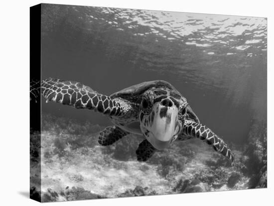 Sea Turtle, Swimming Underwater, Nosy Be, North Madagascar-Inaki Relanzon-Stretched Canvas