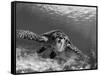 Sea Turtle, Swimming Underwater, Nosy Be, North Madagascar-Inaki Relanzon-Framed Stretched Canvas