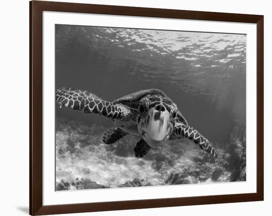 Sea Turtle, Swimming Underwater, Nosy Be, North Madagascar-Inaki Relanzon-Framed Premium Photographic Print