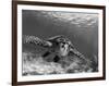 Sea Turtle, Swimming Underwater, Nosy Be, North Madagascar-Inaki Relanzon-Framed Premium Photographic Print