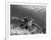 Sea Turtle, Swimming Underwater, Nosy Be, North Madagascar-Inaki Relanzon-Framed Premium Photographic Print