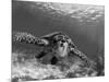 Sea Turtle, Swimming Underwater, Nosy Be, North Madagascar-Inaki Relanzon-Mounted Premium Photographic Print