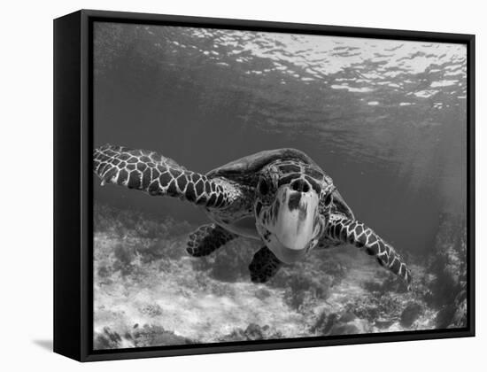 Sea Turtle, Swimming Underwater, Nosy Be, North Madagascar-Inaki Relanzon-Framed Stretched Canvas