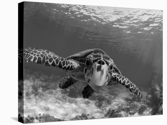 Sea Turtle, Swimming Underwater, Nosy Be, North Madagascar-Inaki Relanzon-Stretched Canvas