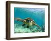 Sea Turtle, Swimming Underwater, Nosy Be, North Madagascar-Inaki Relanzon-Framed Premium Photographic Print