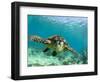 Sea Turtle, Swimming Underwater, Nosy Be, North Madagascar-Inaki Relanzon-Framed Premium Photographic Print