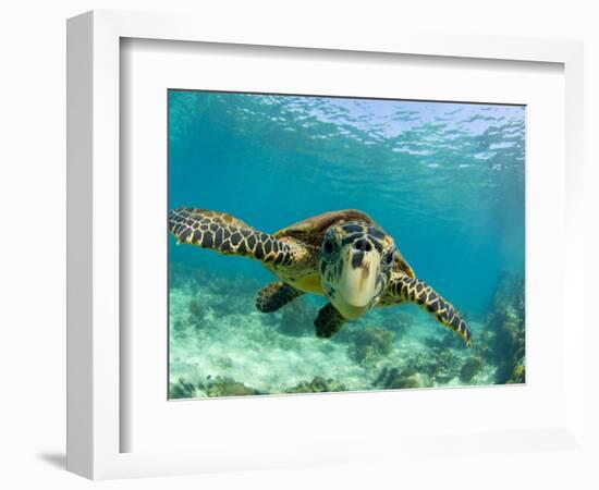 Sea Turtle, Swimming Underwater, Nosy Be, North Madagascar-Inaki Relanzon-Framed Premium Photographic Print