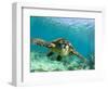 Sea Turtle, Swimming Underwater, Nosy Be, North Madagascar-Inaki Relanzon-Framed Premium Photographic Print