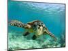 Sea Turtle, Swimming Underwater, Nosy Be, North Madagascar-Inaki Relanzon-Mounted Premium Photographic Print