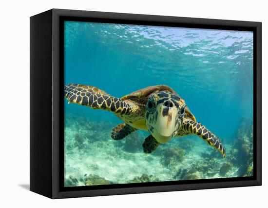 Sea Turtle, Swimming Underwater, Nosy Be, North Madagascar-Inaki Relanzon-Framed Stretched Canvas