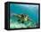 Sea Turtle, Swimming Underwater, Nosy Be, North Madagascar-Inaki Relanzon-Framed Stretched Canvas