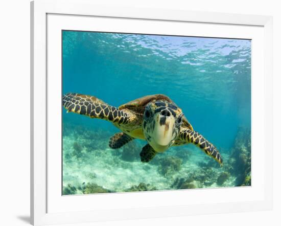 Sea Turtle, Swimming Underwater, Nosy Be, North Madagascar-Inaki Relanzon-Framed Photographic Print