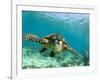 Sea Turtle, Swimming Underwater, Nosy Be, North Madagascar-Inaki Relanzon-Framed Photographic Print