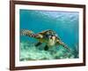 Sea Turtle, Swimming Underwater, Nosy Be, North Madagascar-Inaki Relanzon-Framed Photographic Print