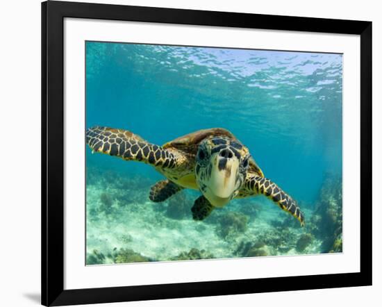 Sea Turtle, Swimming Underwater, Nosy Be, North Madagascar-Inaki Relanzon-Framed Photographic Print