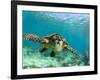 Sea Turtle, Swimming Underwater, Nosy Be, North Madagascar-Inaki Relanzon-Framed Photographic Print