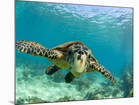 Sea Turtle, Swimming Underwater, Nosy Be, North Madagascar-Inaki Relanzon-Mounted Photographic Print