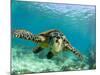 Sea Turtle, Swimming Underwater, Nosy Be, North Madagascar-Inaki Relanzon-Mounted Photographic Print