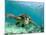 Sea Turtle, Swimming Underwater, Nosy Be, North Madagascar-Inaki Relanzon-Mounted Photographic Print