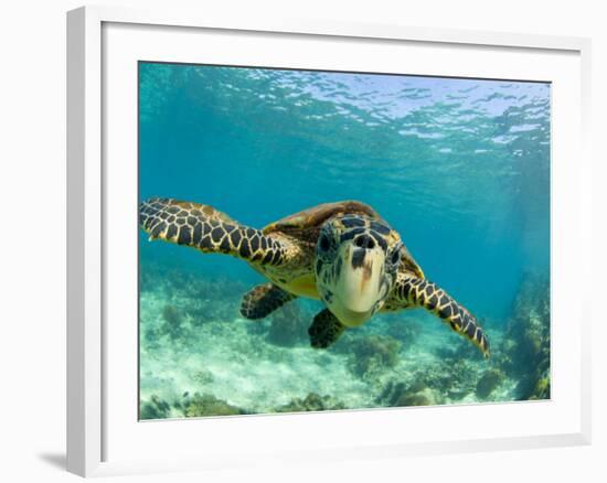 Sea Turtle, Swimming Underwater, Nosy Be, North Madagascar-Inaki Relanzon-Framed Photographic Print