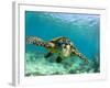 Sea Turtle, Swimming Underwater, Nosy Be, North Madagascar-Inaki Relanzon-Framed Photographic Print