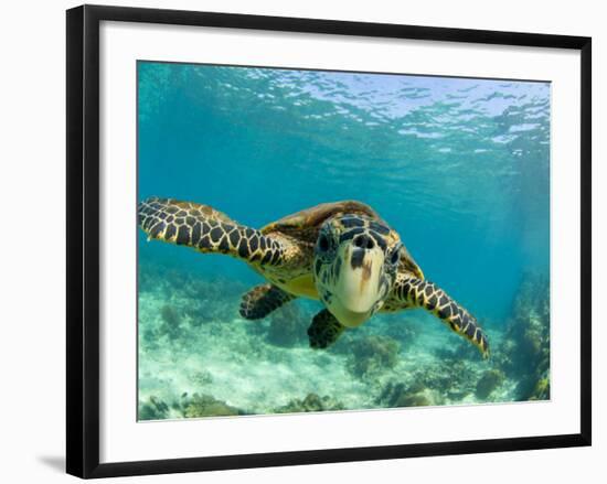 Sea Turtle, Swimming Underwater, Nosy Be, North Madagascar-Inaki Relanzon-Framed Photographic Print