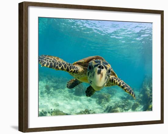 Sea Turtle, Swimming Underwater, Nosy Be, North Madagascar-Inaki Relanzon-Framed Photographic Print