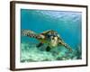 Sea Turtle, Swimming Underwater, Nosy Be, North Madagascar-Inaki Relanzon-Framed Photographic Print