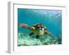 Sea Turtle, Swimming Underwater, Nosy Be, North Madagascar-Inaki Relanzon-Framed Photographic Print