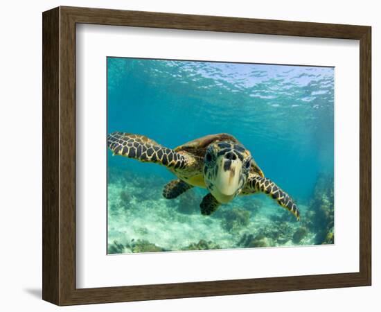 Sea Turtle, Swimming Underwater, Nosy Be, North Madagascar-Inaki Relanzon-Framed Photographic Print