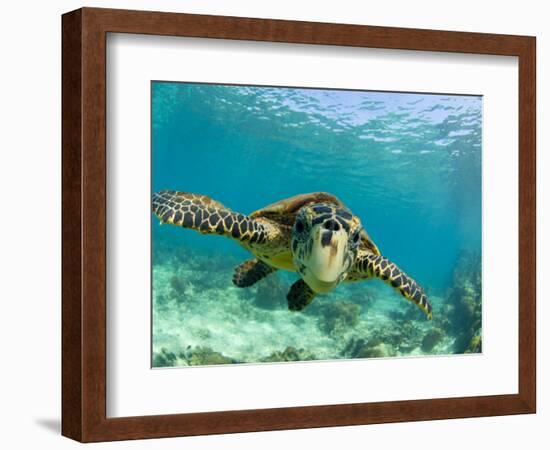 Sea Turtle, Swimming Underwater, Nosy Be, North Madagascar-Inaki Relanzon-Framed Photographic Print