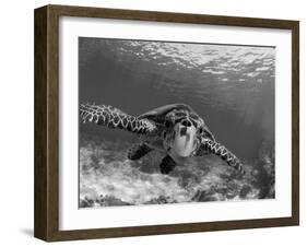 Sea Turtle, Swimming Underwater, Nosy Be, North Madagascar-Inaki Relanzon-Framed Photographic Print