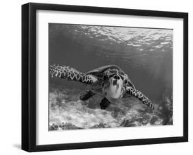 Sea Turtle, Swimming Underwater, Nosy Be, North Madagascar-Inaki Relanzon-Framed Photographic Print