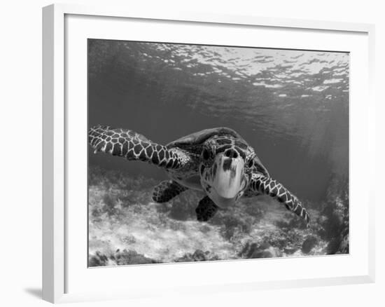 Sea Turtle, Swimming Underwater, Nosy Be, North Madagascar-Inaki Relanzon-Framed Photographic Print