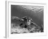 Sea Turtle, Swimming Underwater, Nosy Be, North Madagascar-Inaki Relanzon-Framed Photographic Print