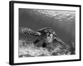 Sea Turtle, Swimming Underwater, Nosy Be, North Madagascar-Inaki Relanzon-Framed Photographic Print