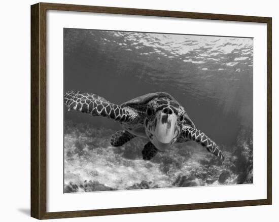 Sea Turtle, Swimming Underwater, Nosy Be, North Madagascar-Inaki Relanzon-Framed Photographic Print