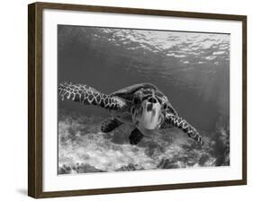 Sea Turtle, Swimming Underwater, Nosy Be, North Madagascar-Inaki Relanzon-Framed Photographic Print