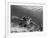 Sea Turtle, Swimming Underwater, Nosy Be, North Madagascar-Inaki Relanzon-Framed Photographic Print
