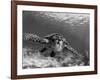 Sea Turtle, Swimming Underwater, Nosy Be, North Madagascar-Inaki Relanzon-Framed Photographic Print