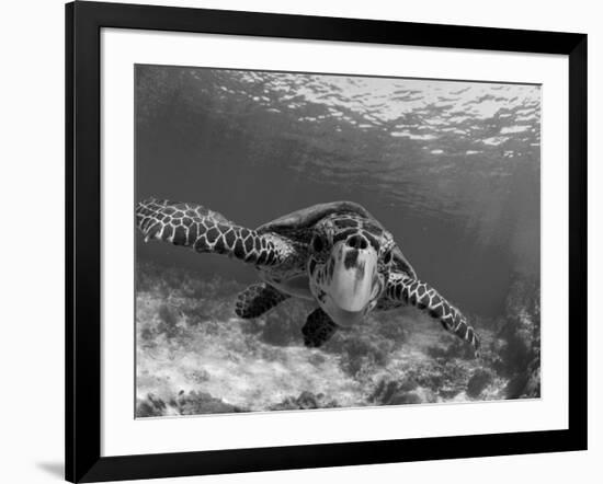 Sea Turtle, Swimming Underwater, Nosy Be, North Madagascar-Inaki Relanzon-Framed Photographic Print