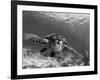 Sea Turtle, Swimming Underwater, Nosy Be, North Madagascar-Inaki Relanzon-Framed Photographic Print